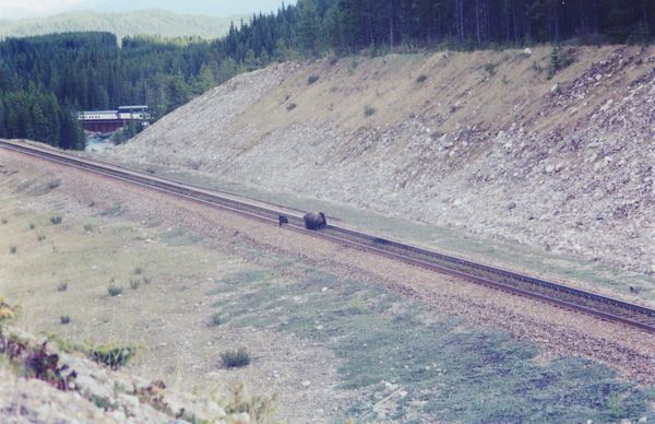 20010900_grizzlies_on_railway_line_ndouglas