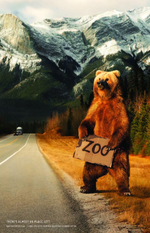 20080000_grizzly_poster2_zoo