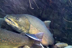 20110900_knn_trout_bull2_rblanchard (Small)