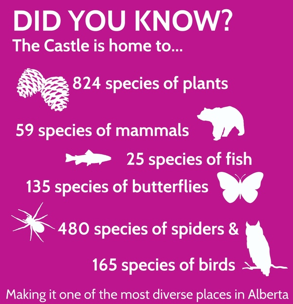 20160817_castle_infographic_wildlife